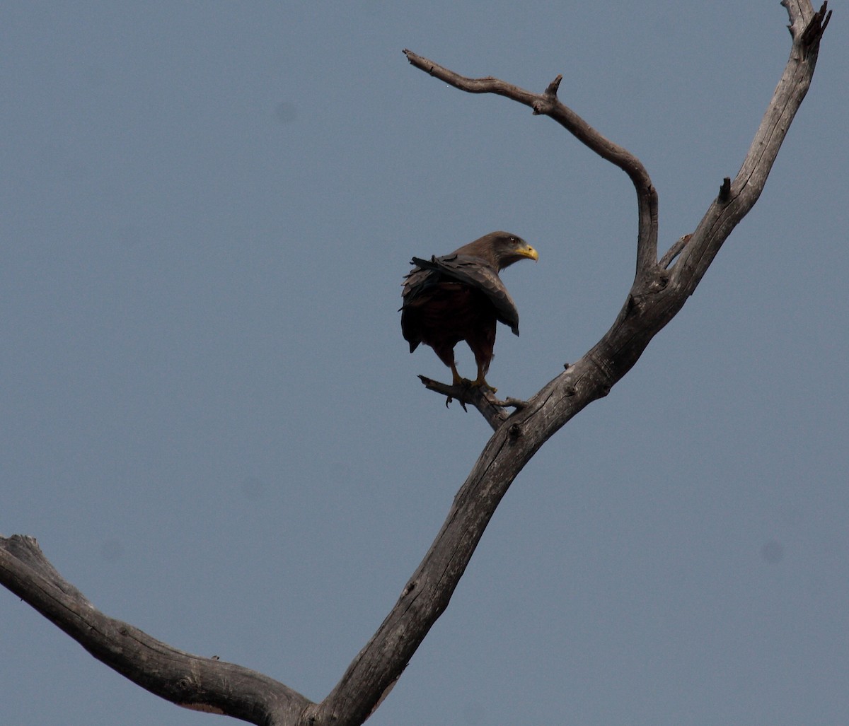 דיה צהובת-מקור - ML649346896