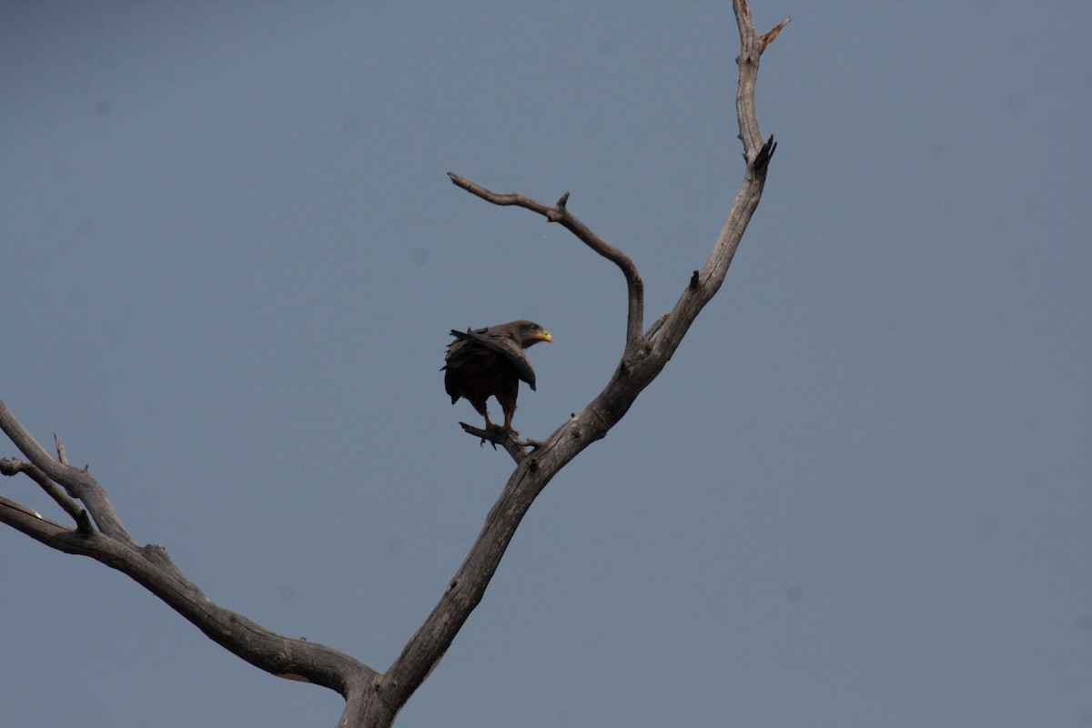 דיה צהובת-מקור - ML649346897