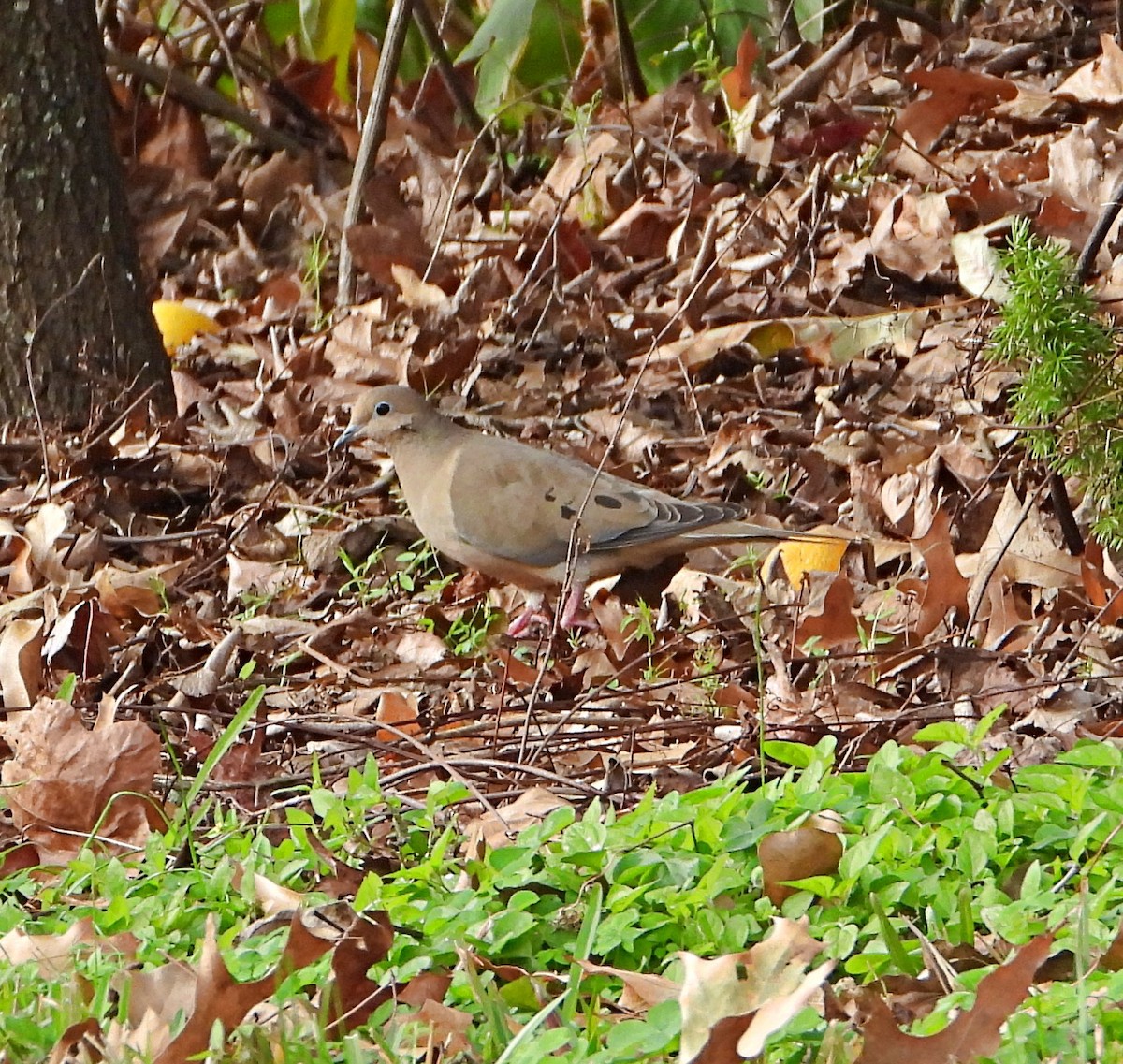 Tourterelle triste - ML649347437