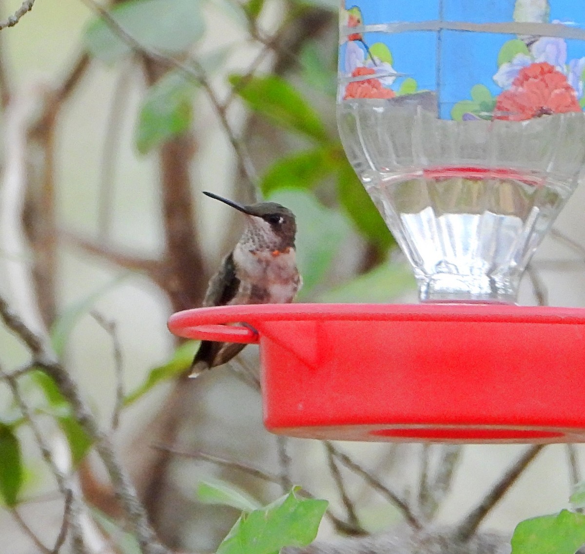 Colibri à gorge rubis - ML649347450