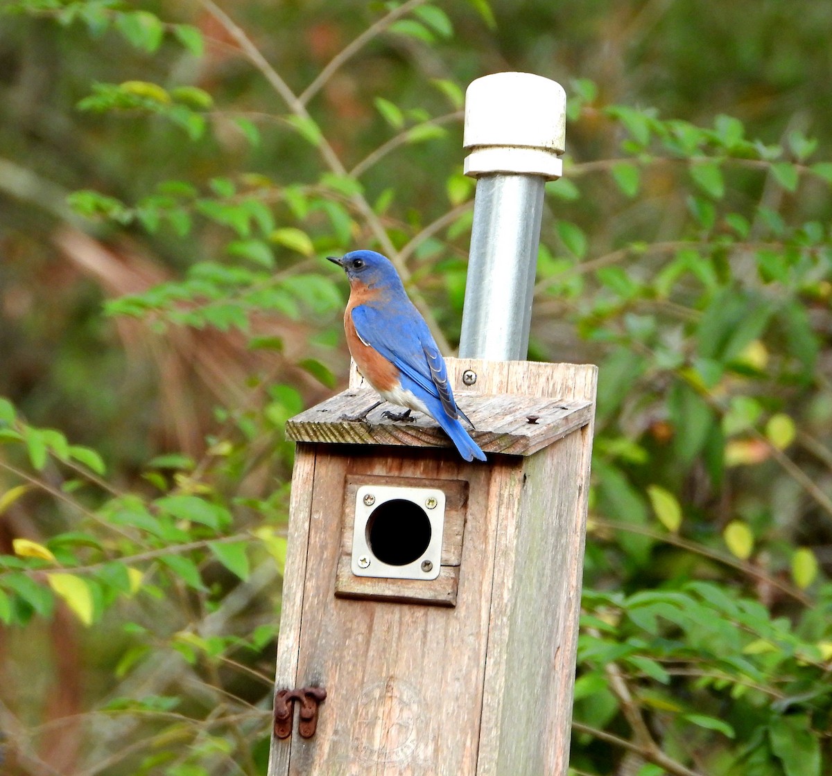 Merlebleu de l'Est - ML649347467