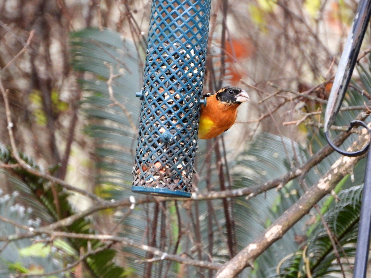 Cardinal à tête noire - ML649347511
