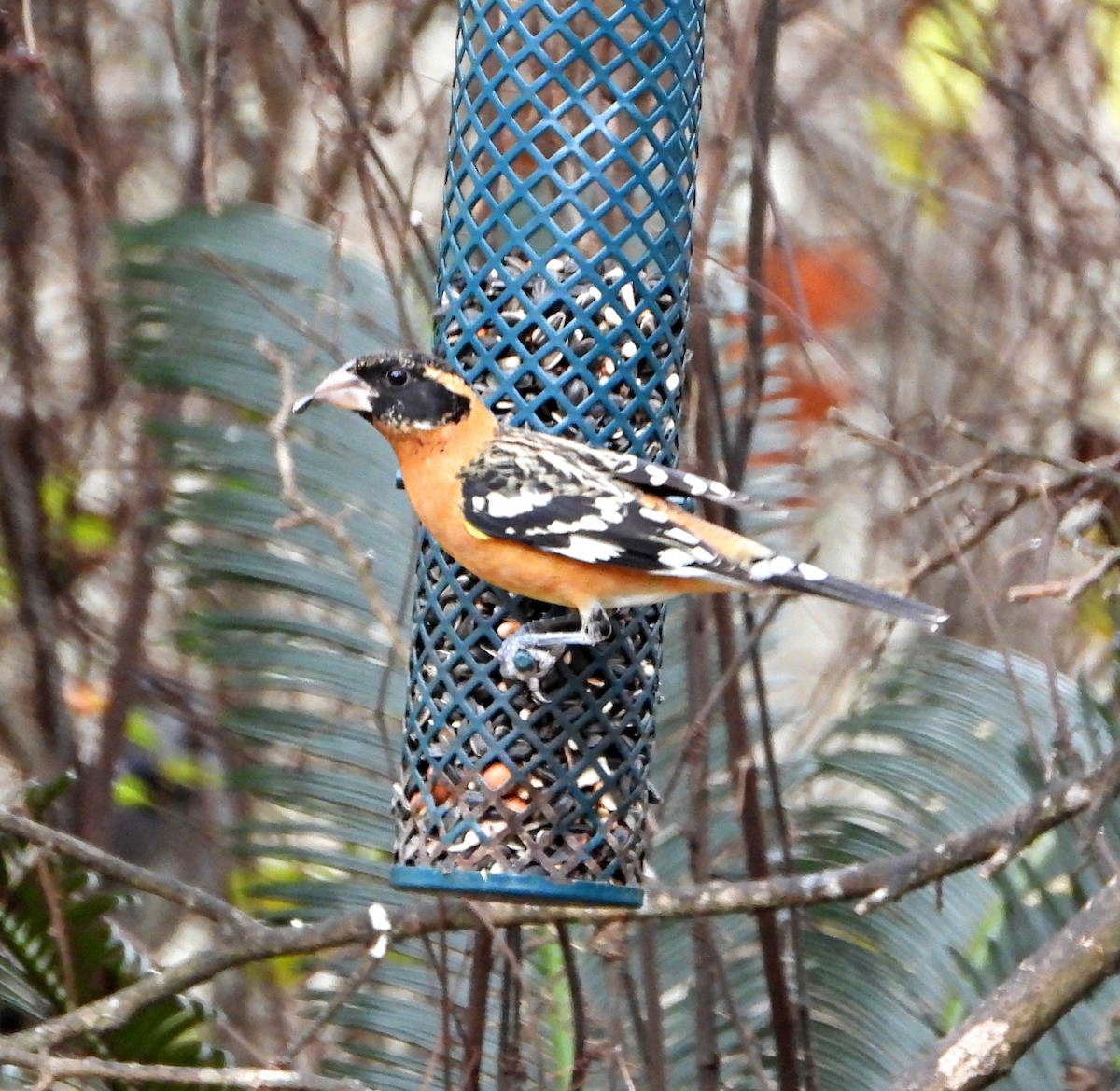 Cardinal à tête noire - ML649347512