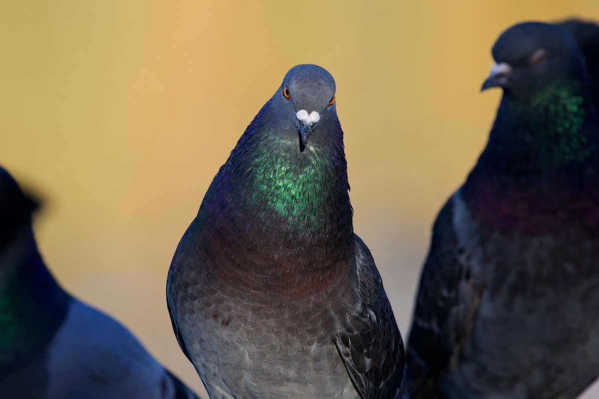Rock Pigeon (Feral Pigeon) - ML649347740