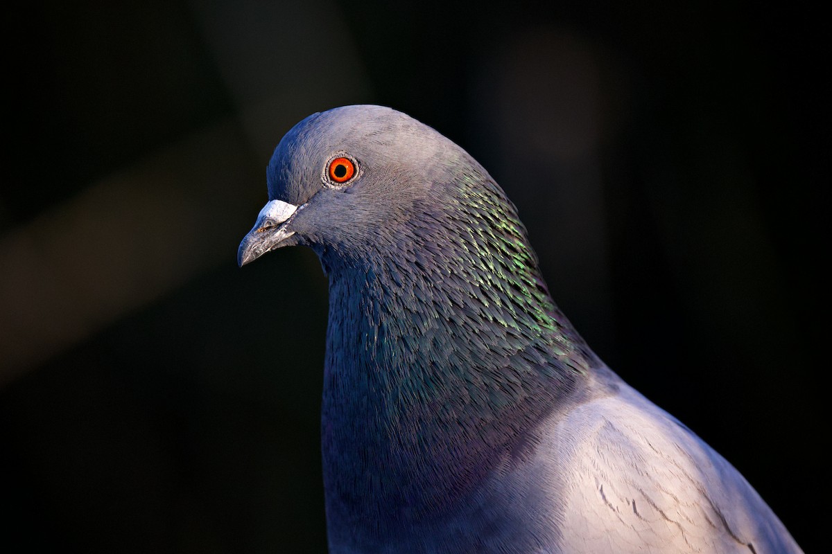 Rock Pigeon (Feral Pigeon) - ML649347742