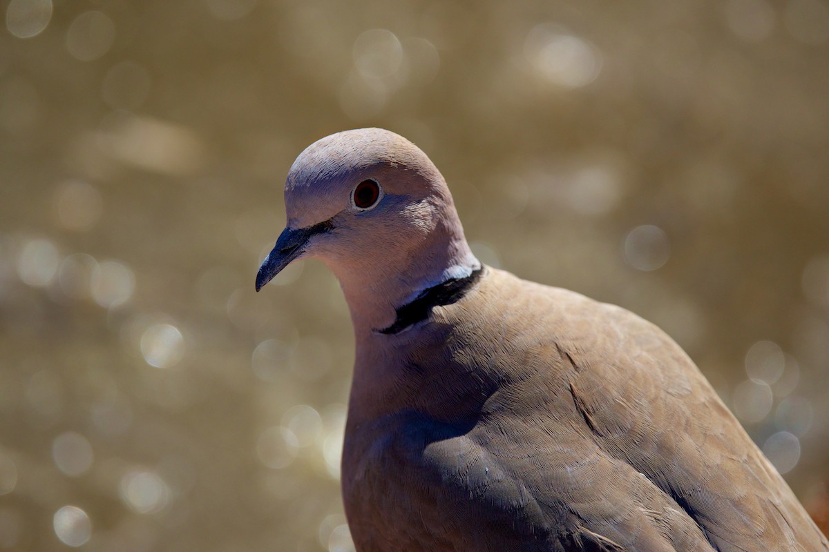 Eurasian Collared-Dove - ML649347778