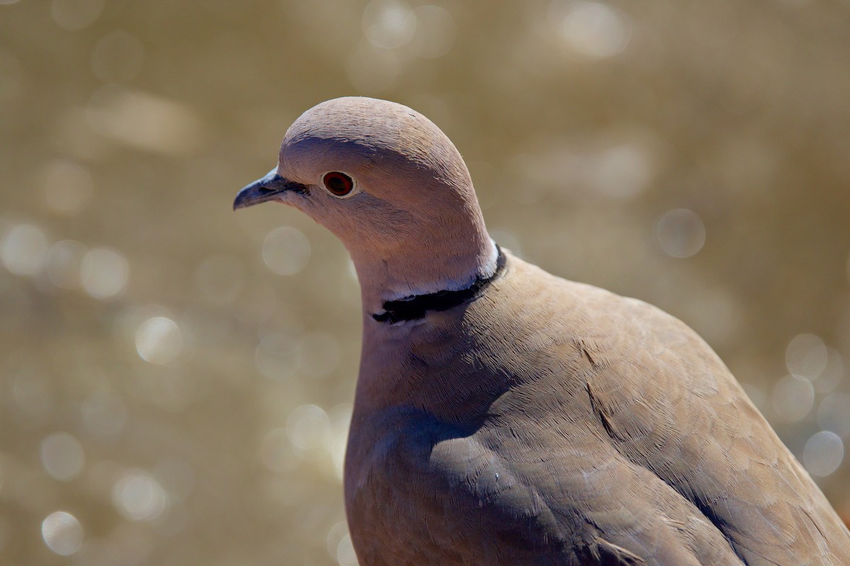 Eurasian Collared-Dove - ML649347779
