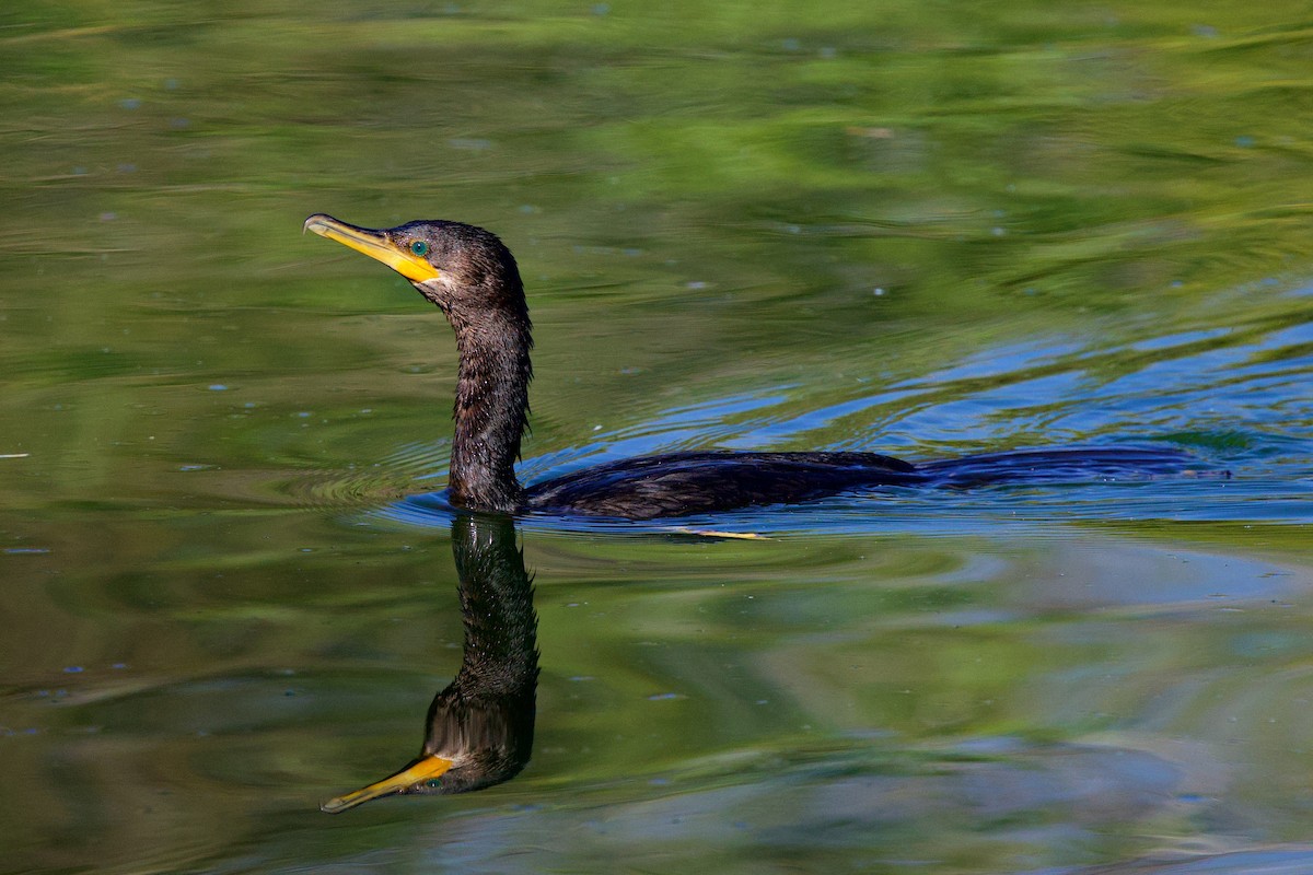 Neotropic Cormorant - ML649347807