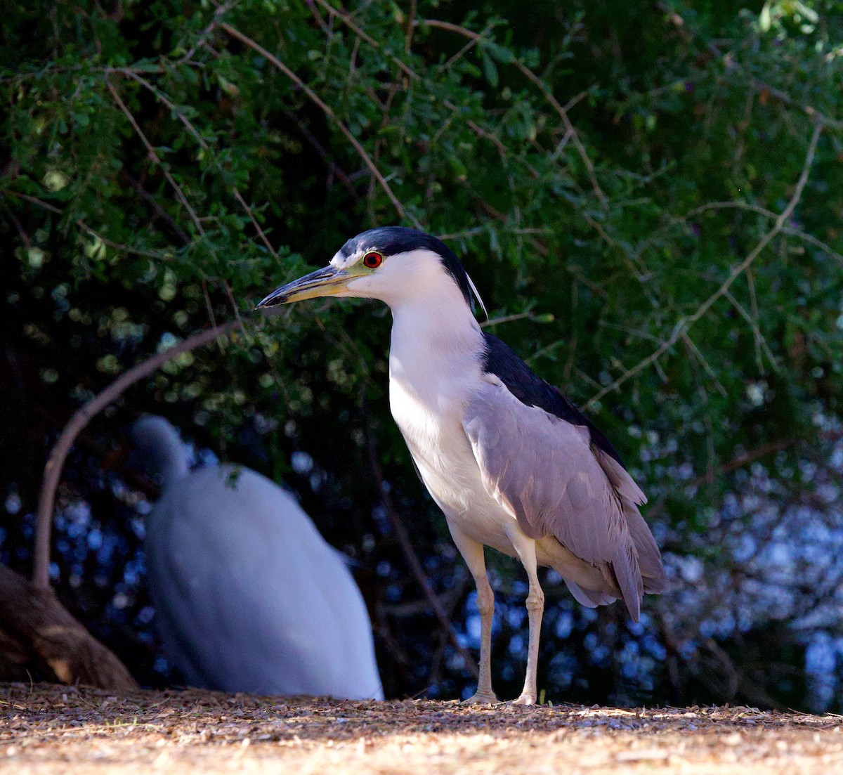 Black-crowned Night Heron - ML649347811