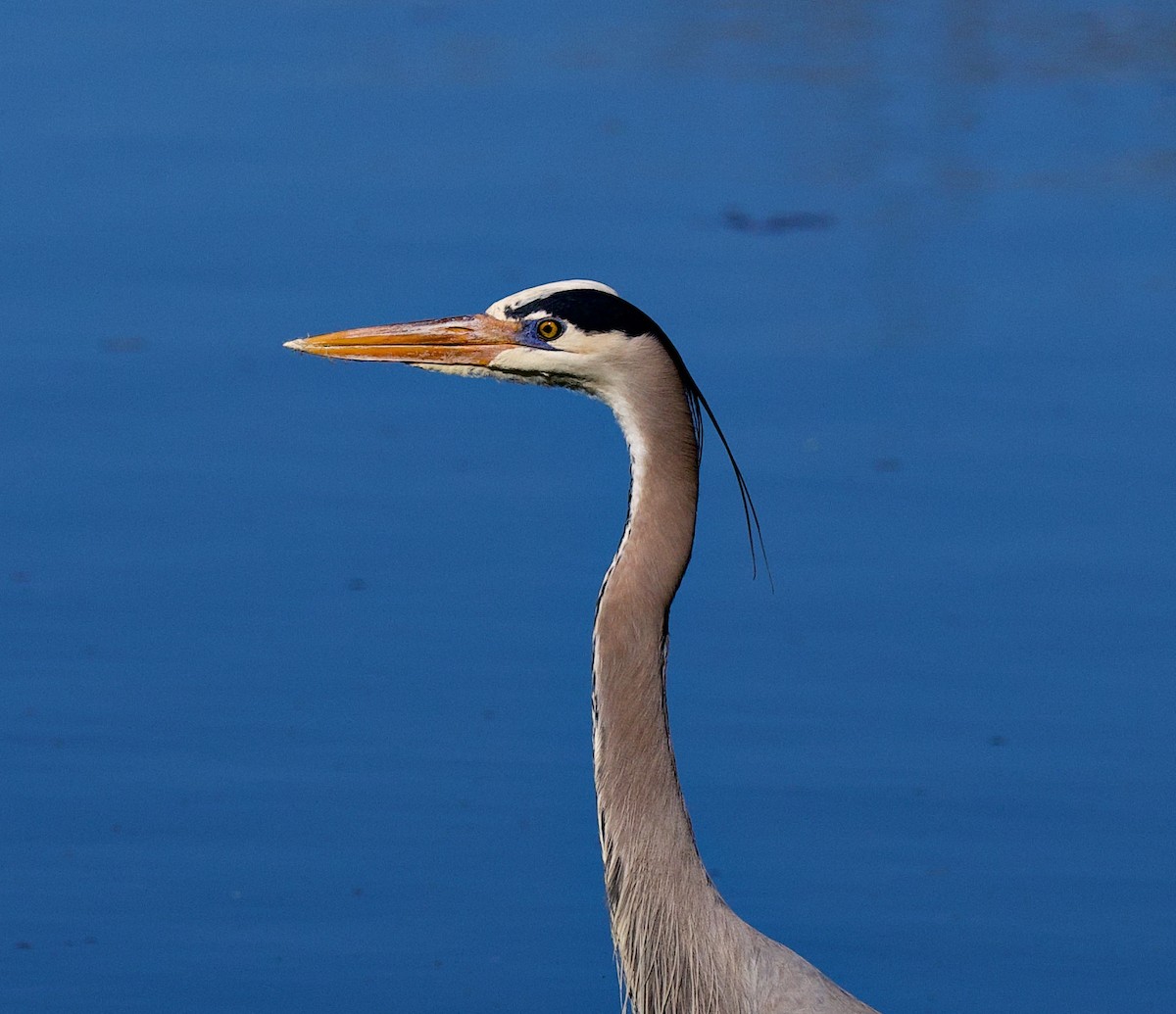 Great Blue Heron - ML649347845