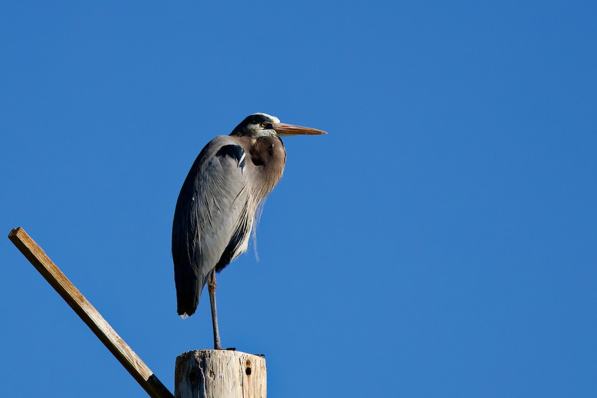 Great Blue Heron - ML649347846