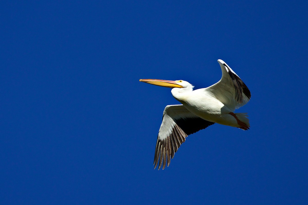 American White Pelican - ML649347868
