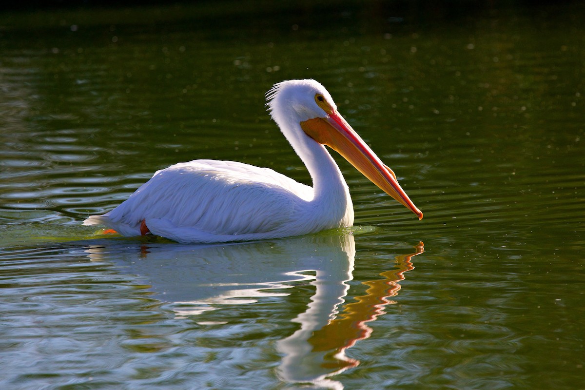 American White Pelican - ML649347869