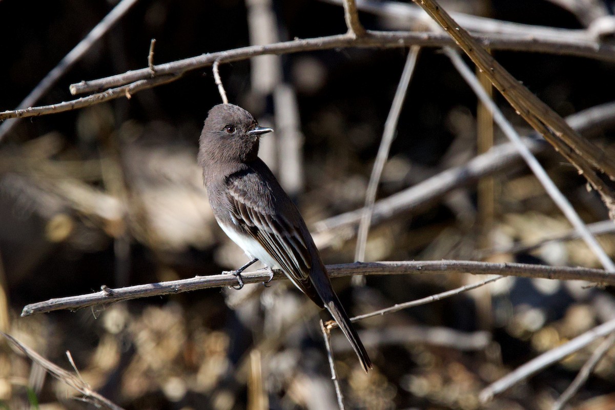Black Phoebe - ML649347877
