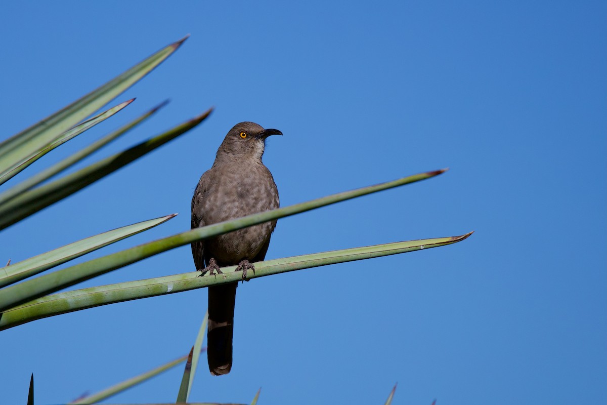 Curve-billed Thrasher - ML649347885