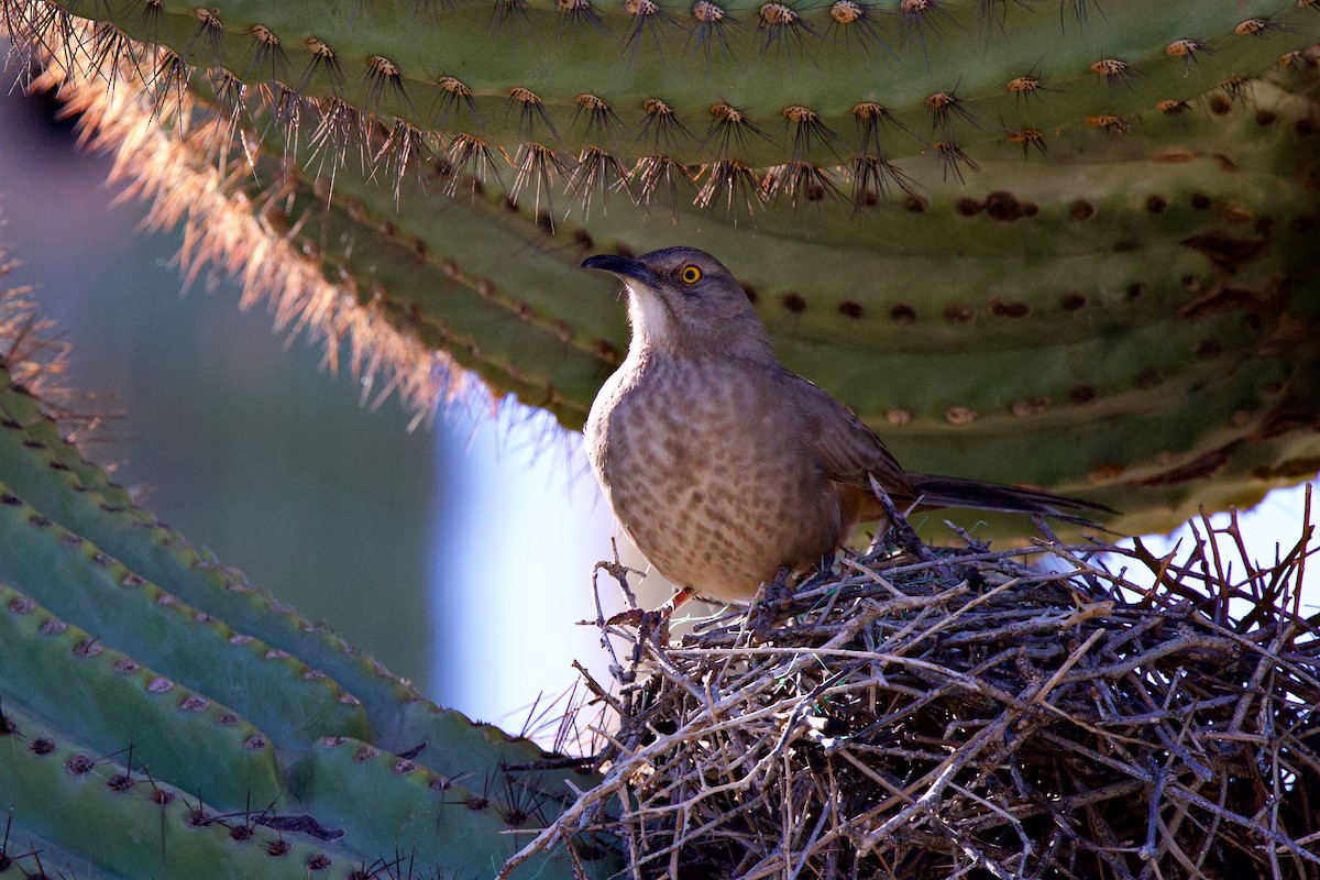 Curve-billed Thrasher - ML649347886