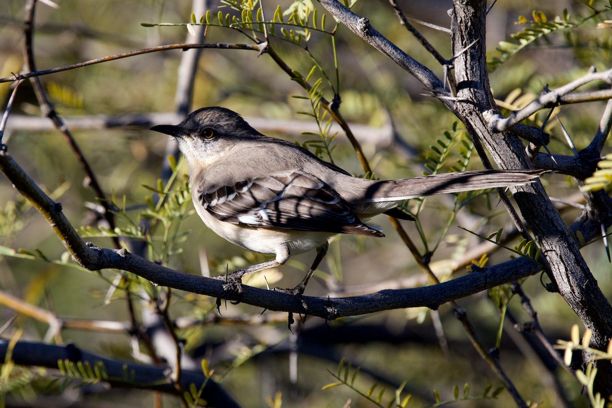 Northern Mockingbird - ML649347898