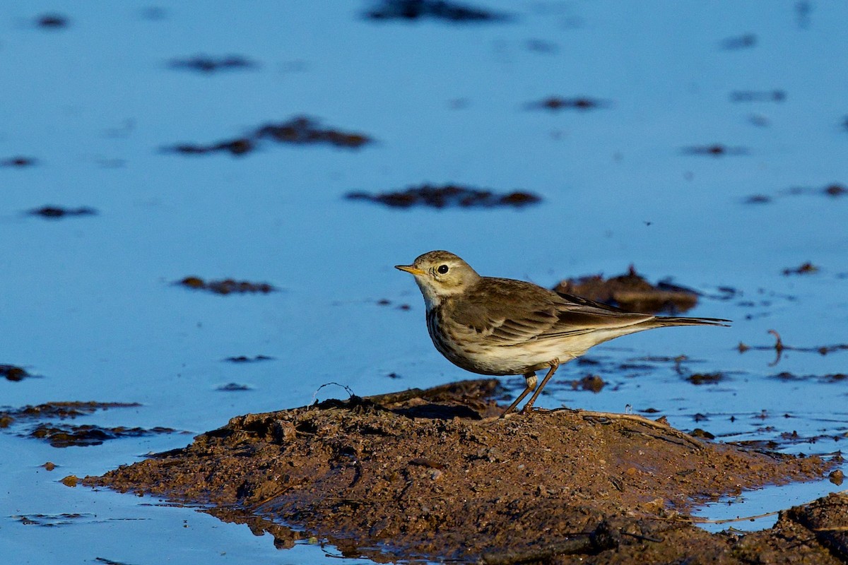 American Pipit - ML649347935