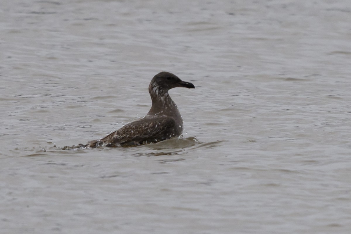 カモメ亜科 - ML649347941