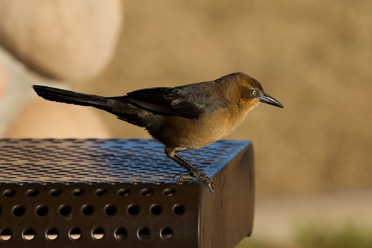 Great-tailed Grackle - ML649347942