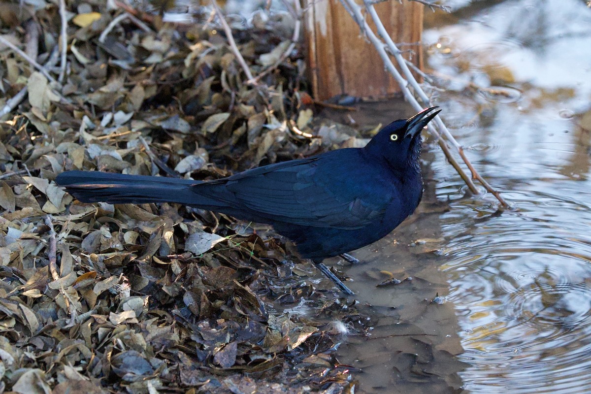 Great-tailed Grackle - ML649347943