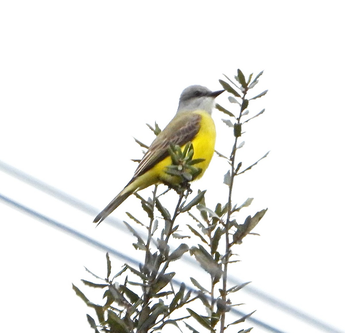 Tyran de Couch - ML649348046