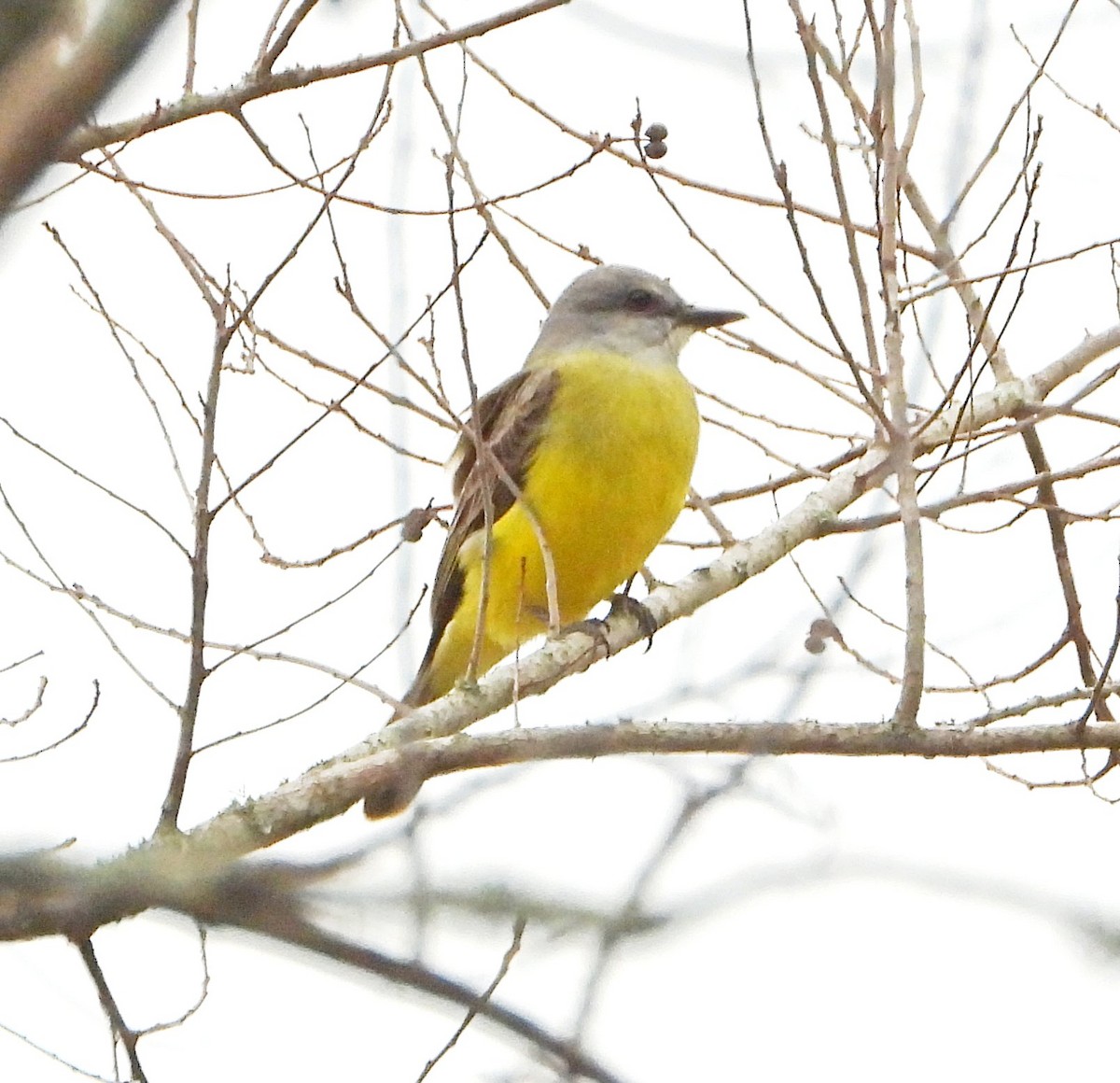 Tyran de Couch - ML649348047