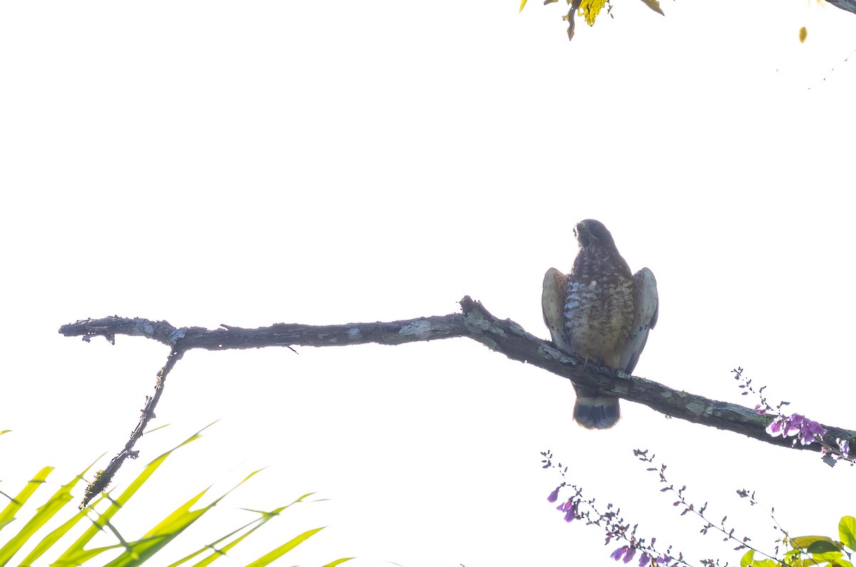 ハネビロノスリ - ML649348157