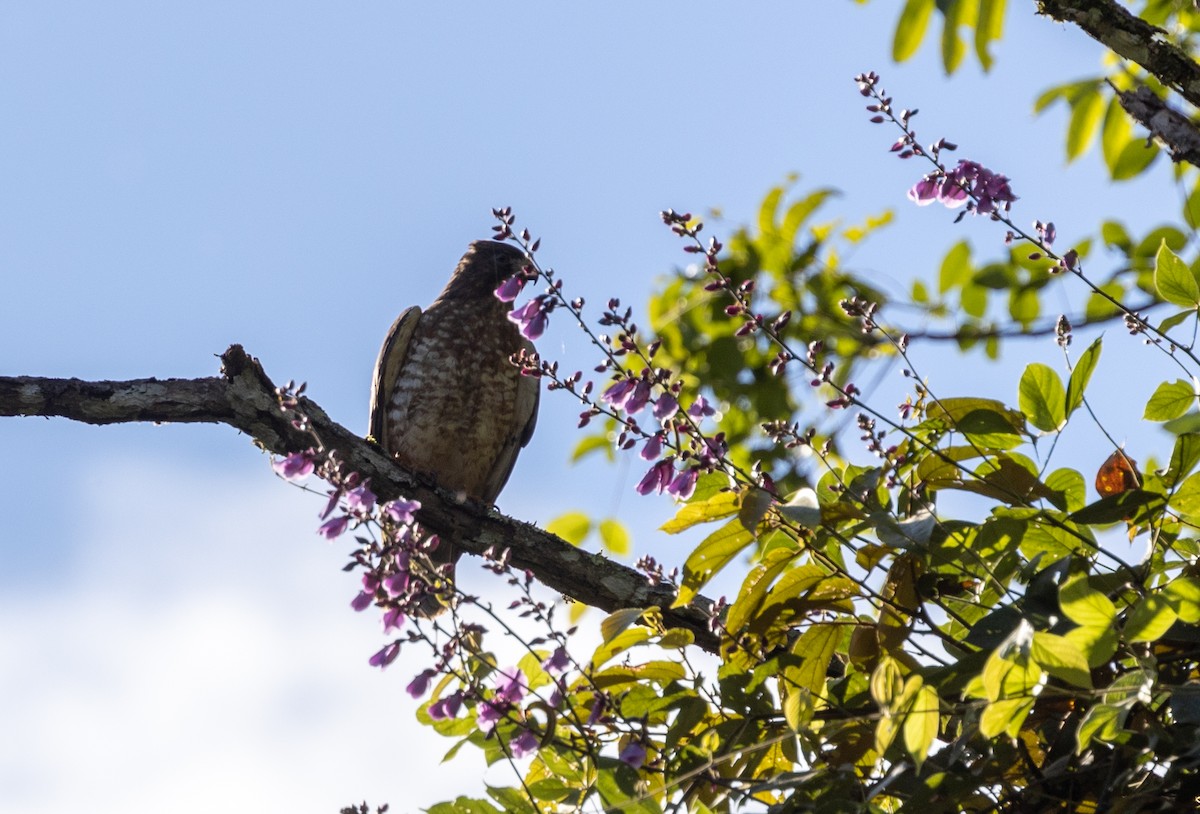 ハネビロノスリ - ML649348175