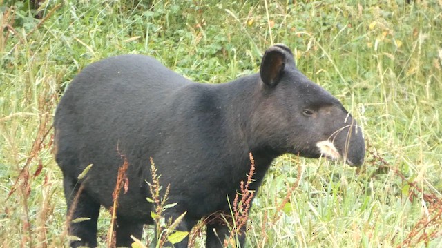 Animals - ML649348254