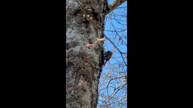 Gerri-txori amerikarra - ML649348283