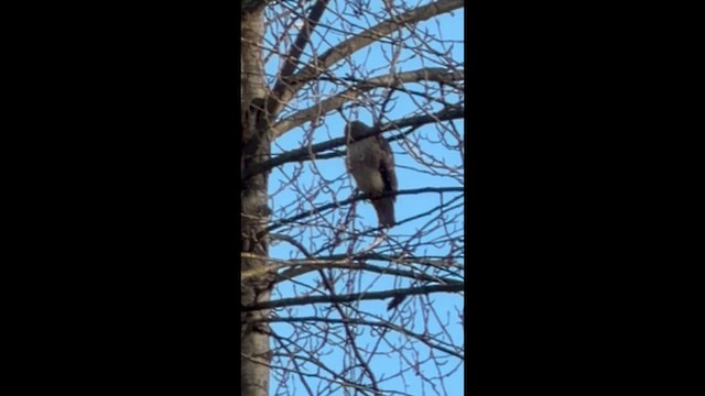 káně rudochvostá - ML649348345