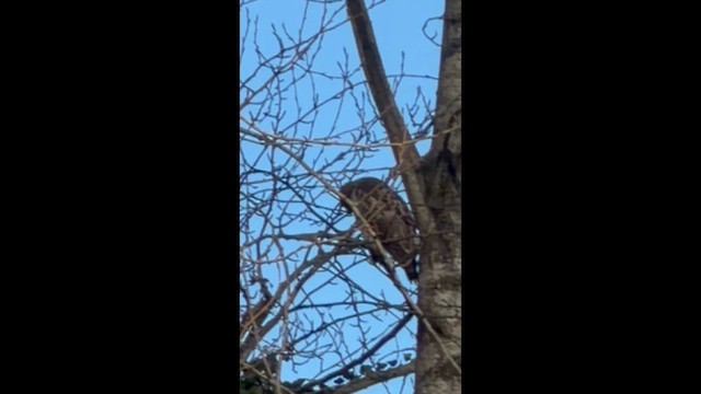 káně rudochvostá - ML649348352