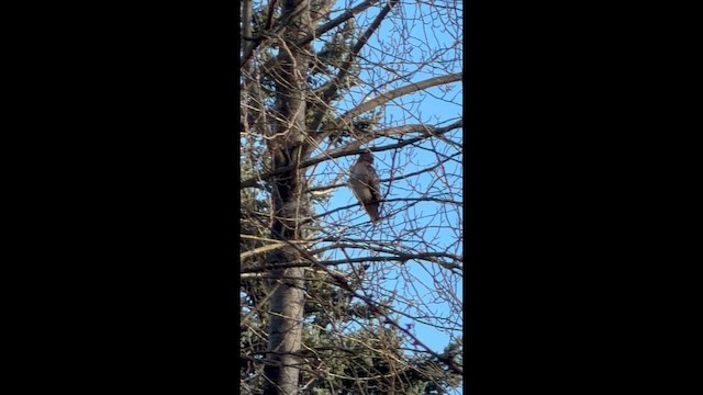 káně rudochvostá - ML649348353