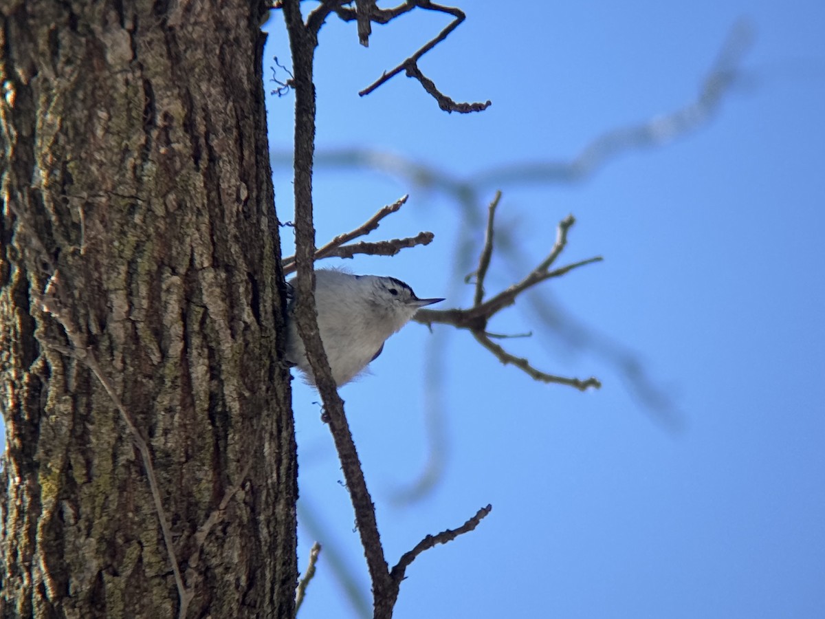 Weißbrustkleiber - ML649348915