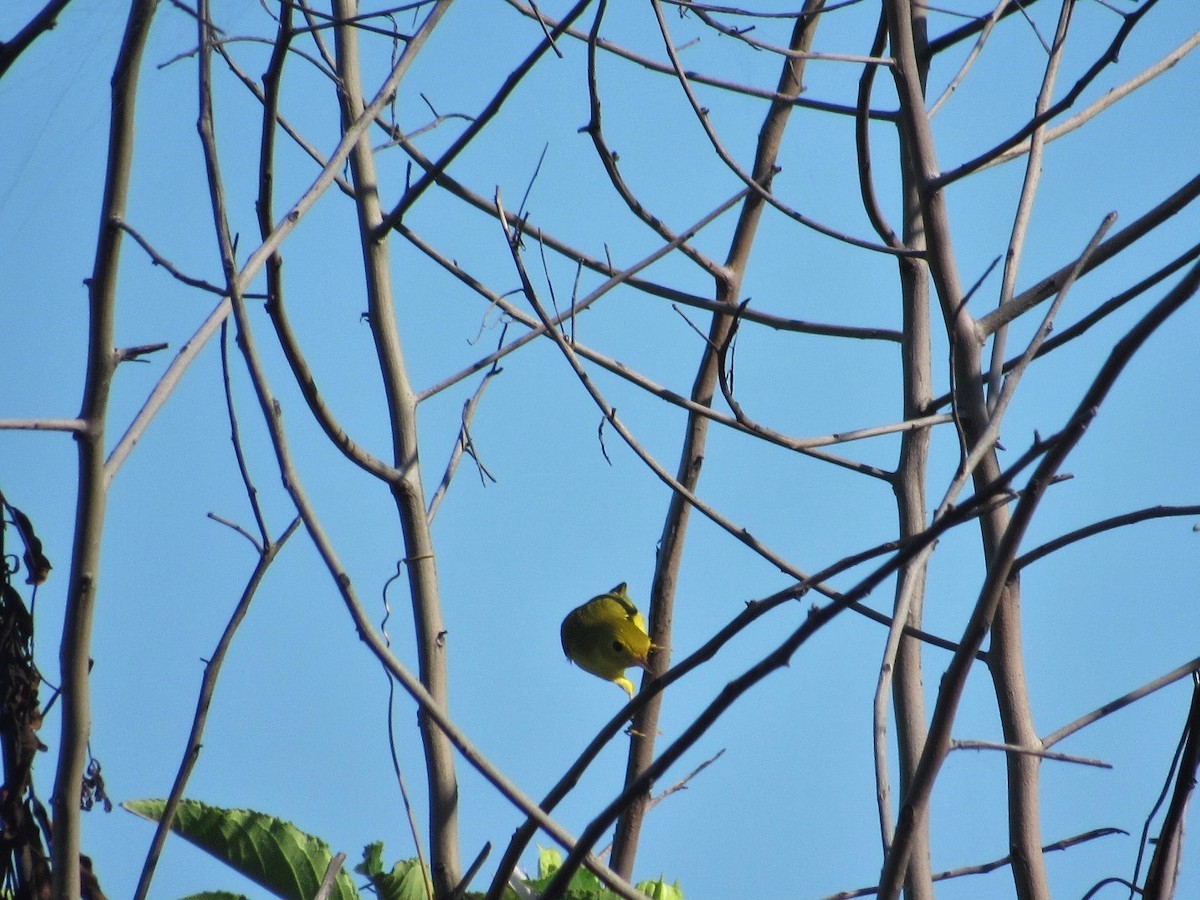 Yellow Warbler - David LaGrange