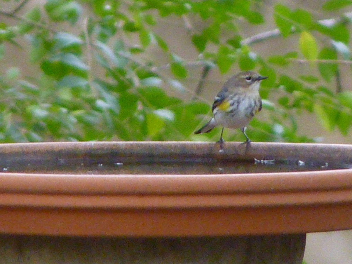 Paruline à croupion jaune - ML649349557