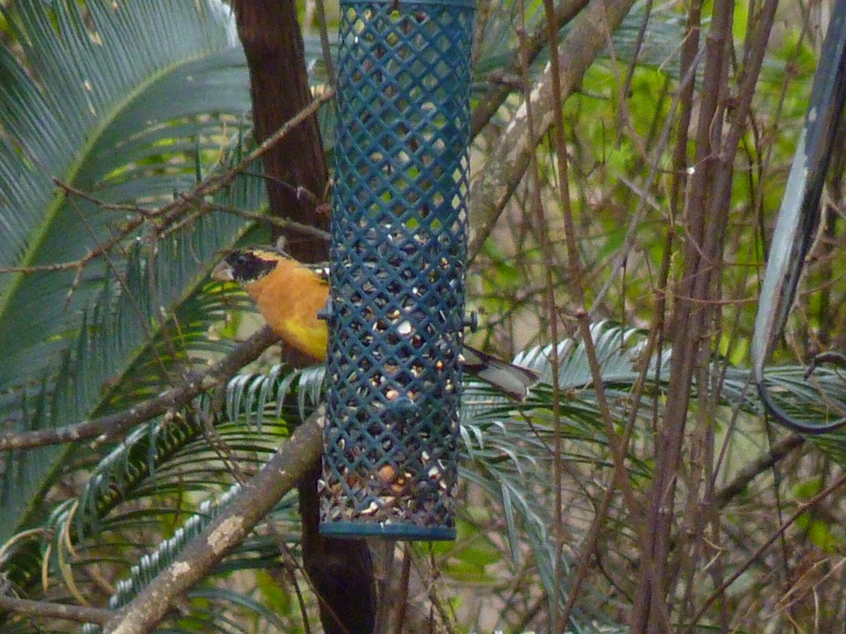 Cardinal à tête noire - ML649349592
