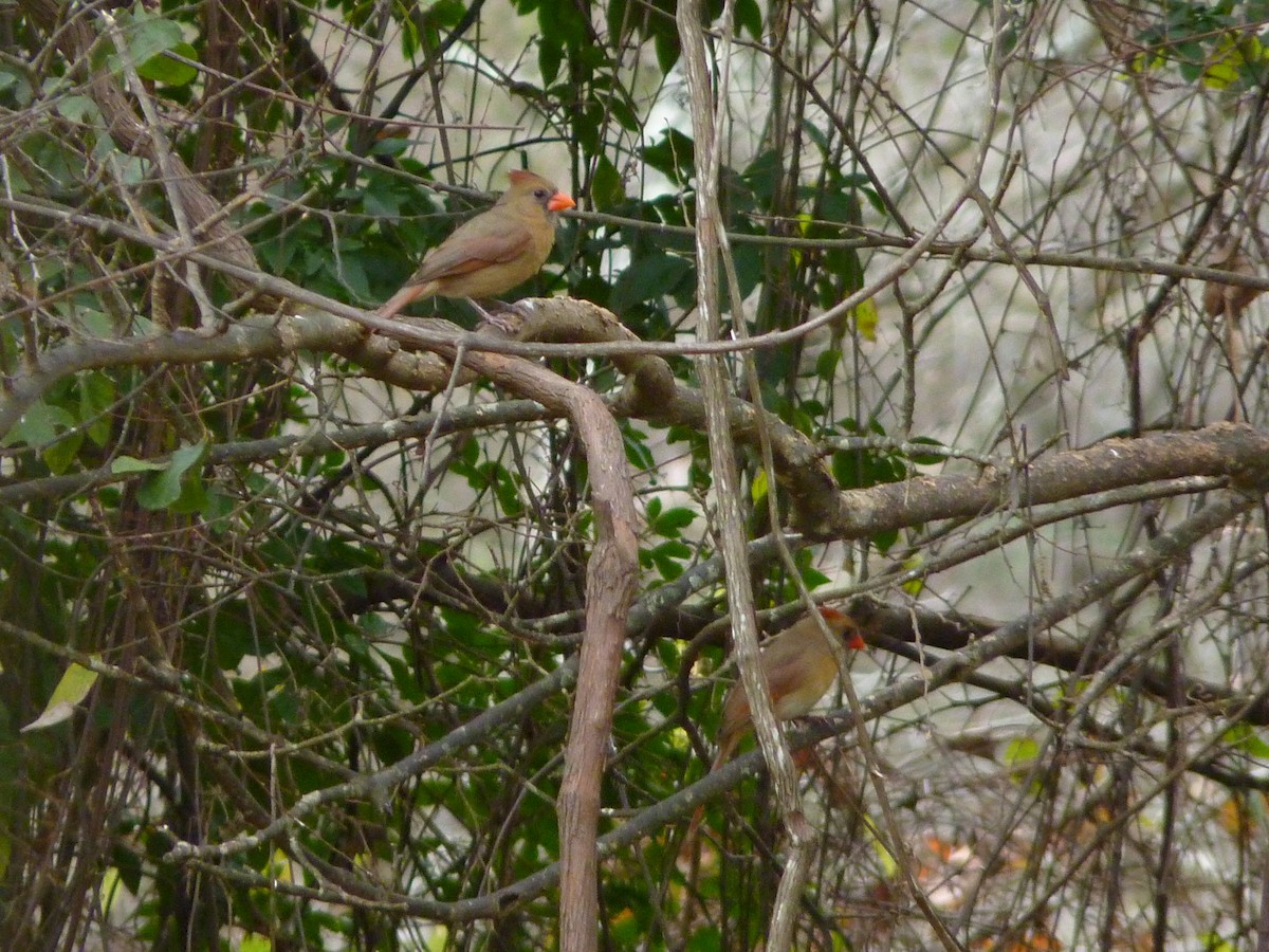 Cardinal rouge - ML649349622