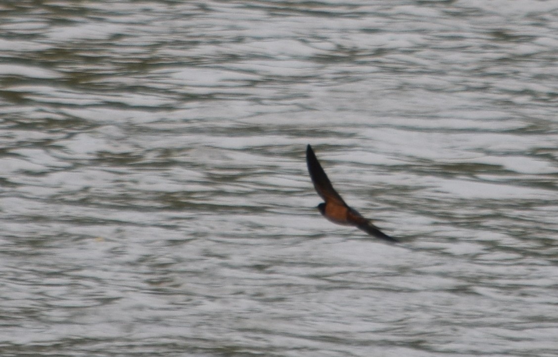 låvesvale - ML649349625