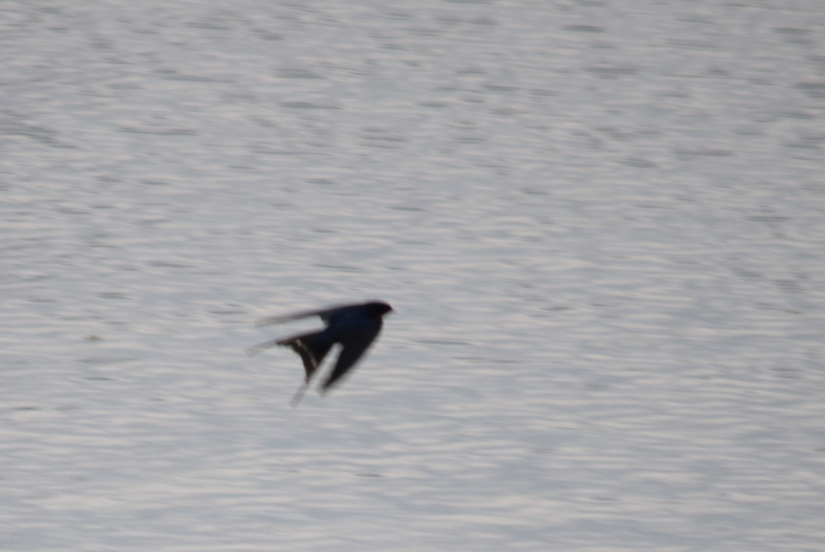 låvesvale - ML649349626