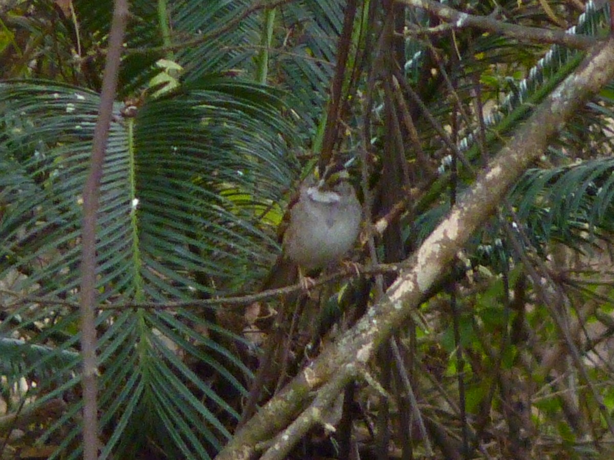 Bruant à gorge blanche - ML649349629