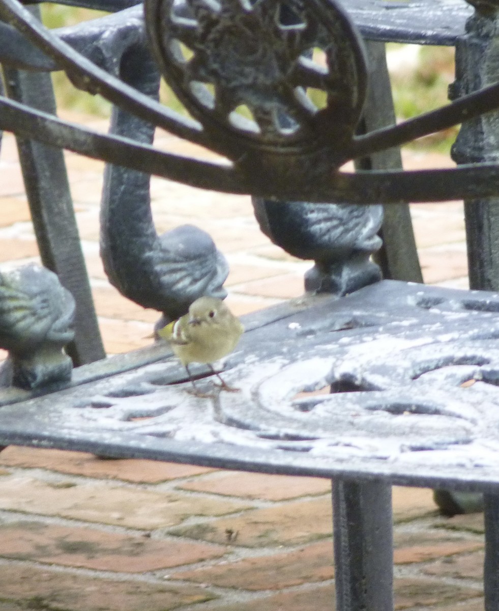 Roitelet à couronne rubis - ML649349675