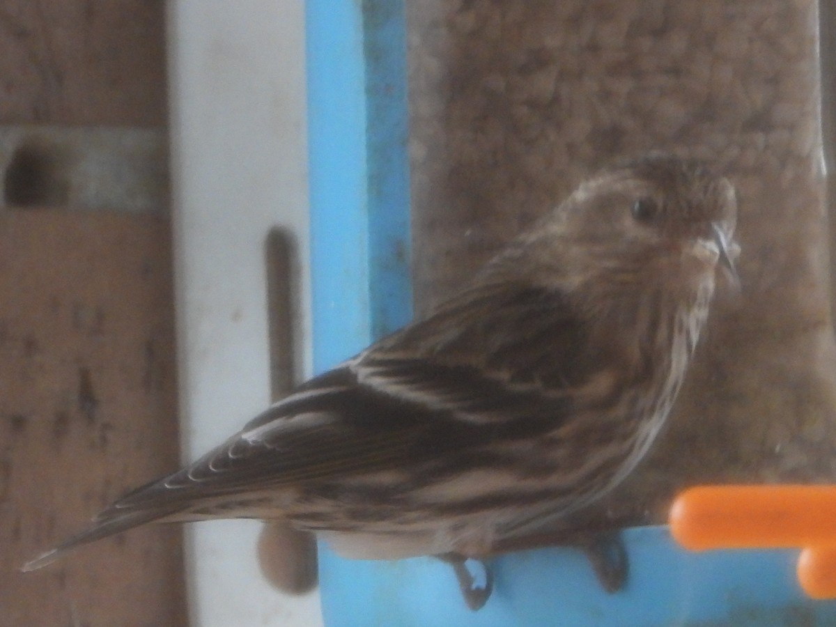 Pine Siskin - ML649349828