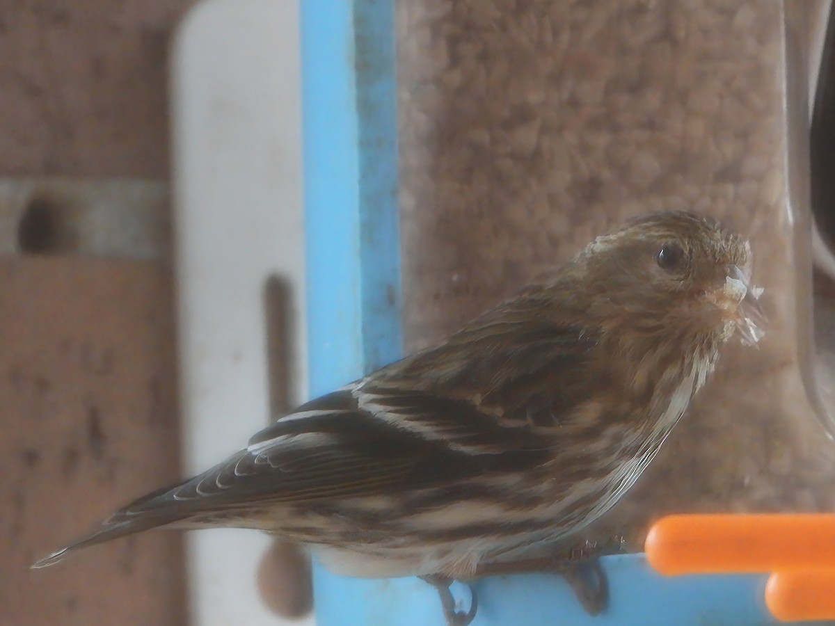 Pine Siskin - ML649349829