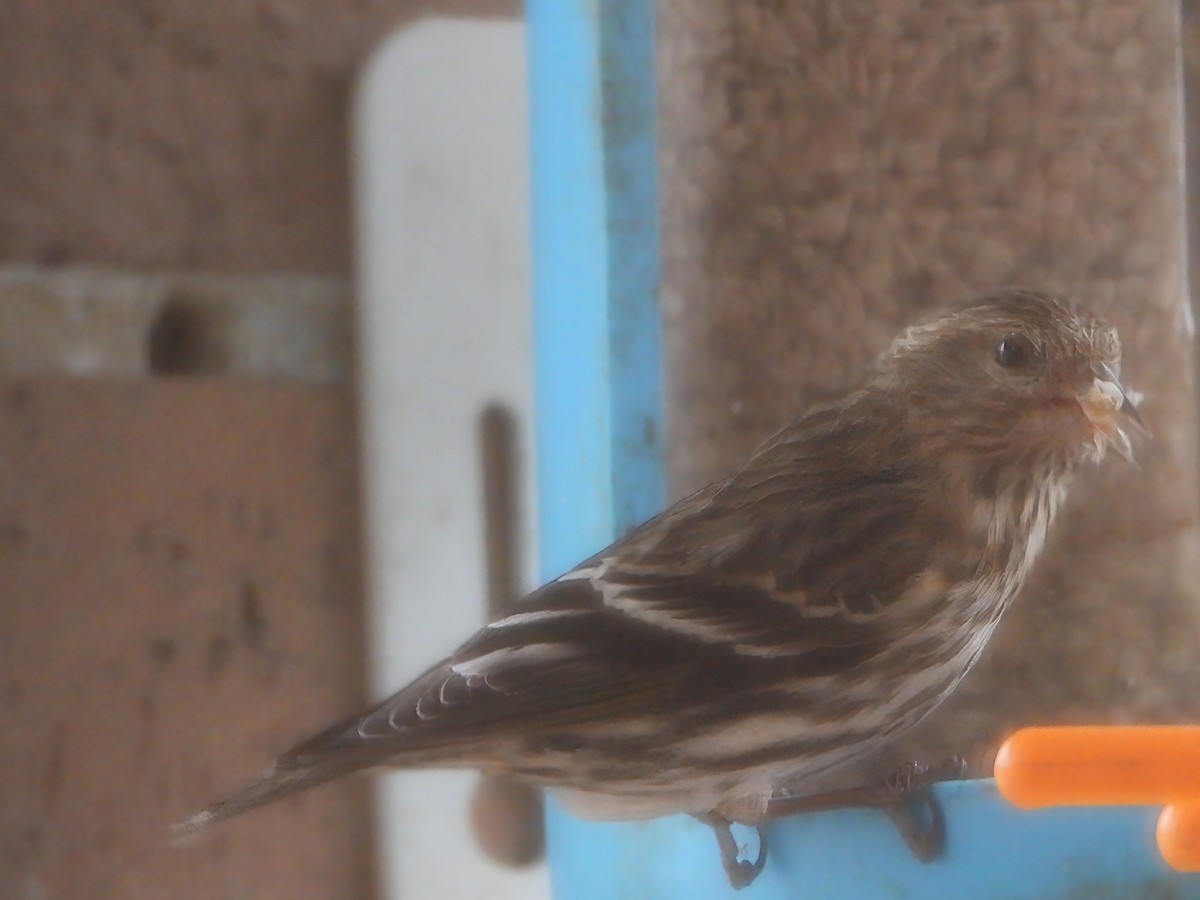 Pine Siskin - ML649349830