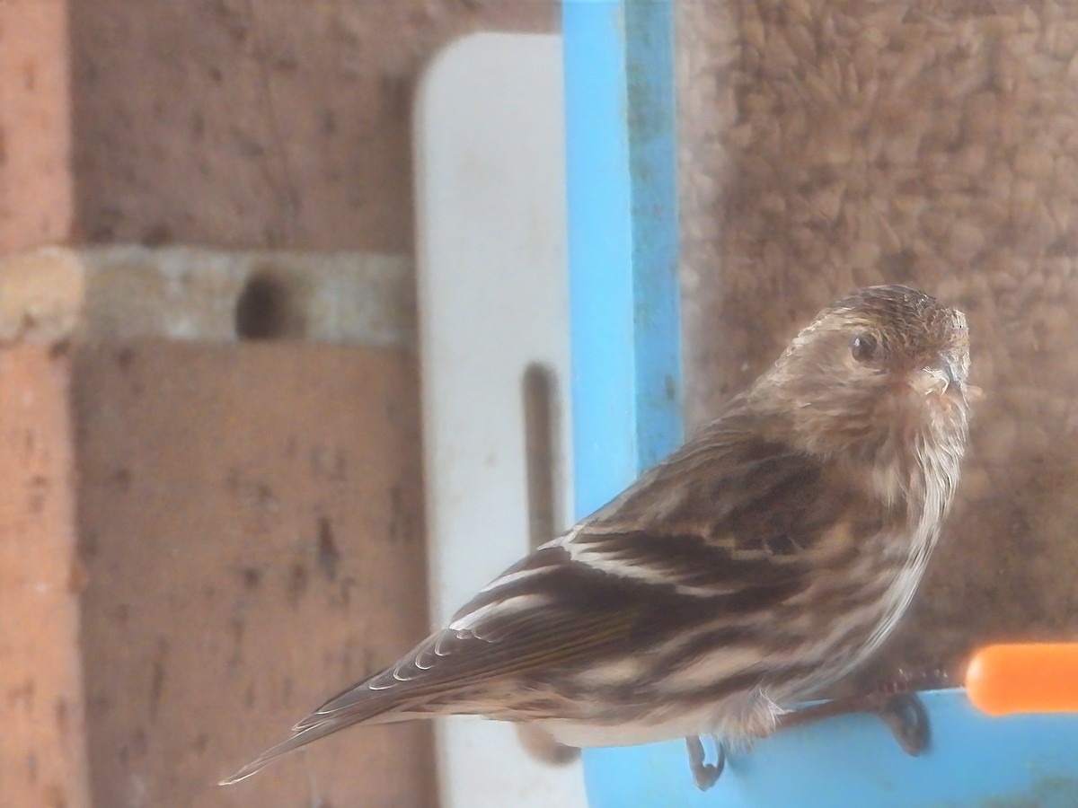 Pine Siskin - ML649349831