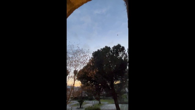 Arabazozo beltza - ML649349906