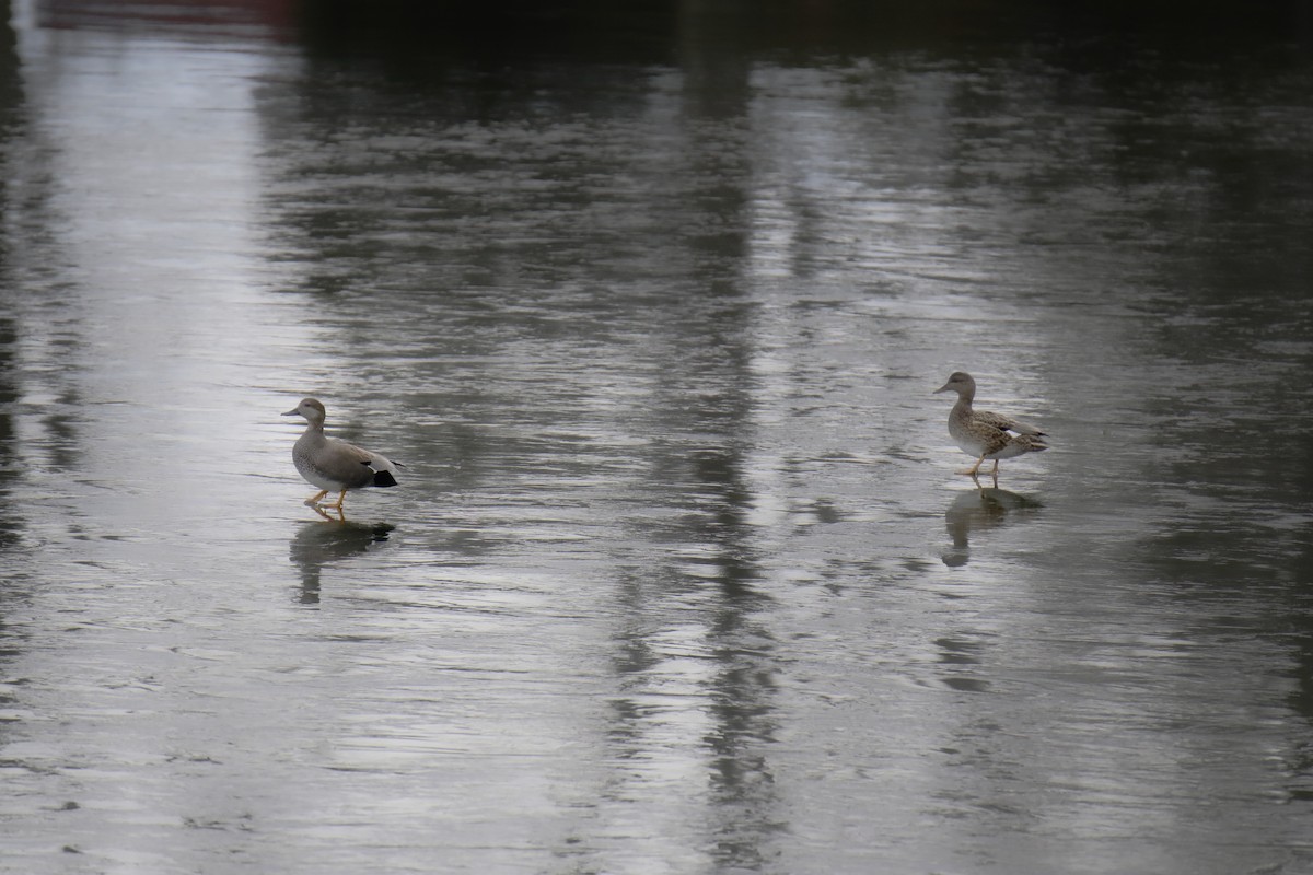 Canapiglia - ML649349909