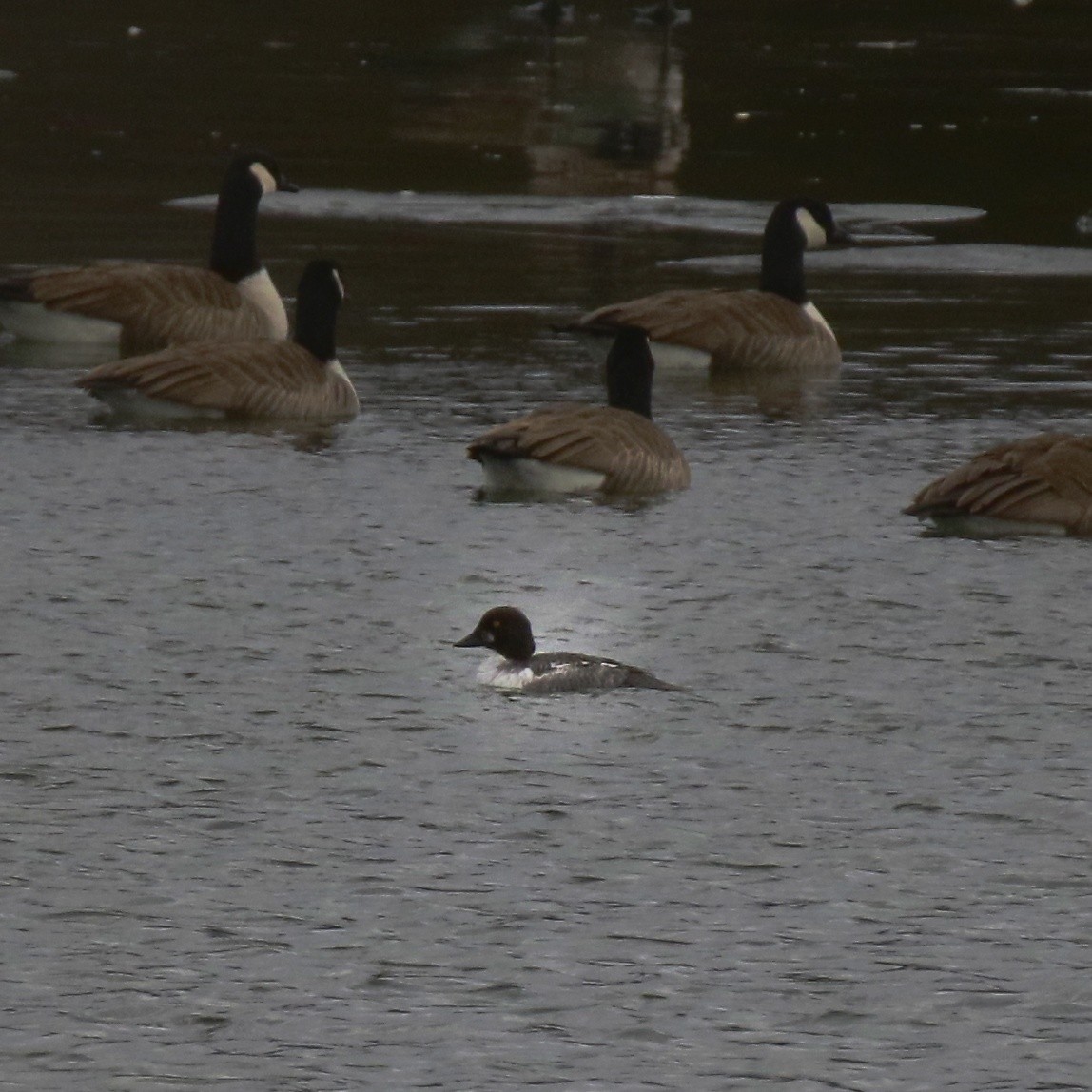 Quattrocchi - ML649349926